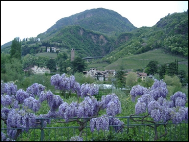 Lilacs of Bolzano