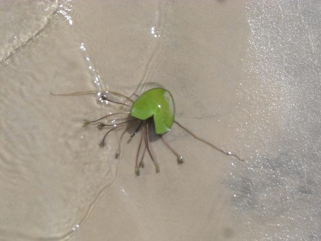 Plant near shore