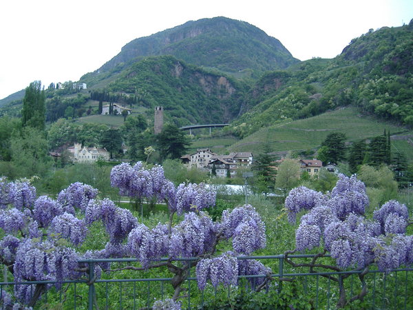 bolzano_walk_lilacs