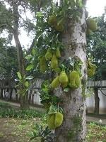 Tree in Pinacoteca park