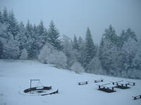 titisee_forest2