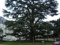 tours_musee_tree