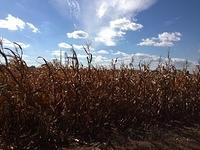 IMG_0242-original